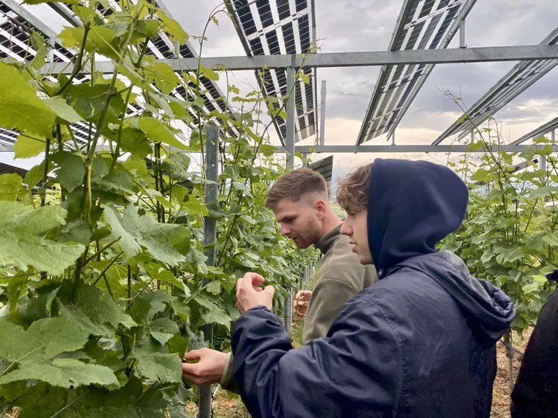 Zwei junge Männer untersuchen Reben