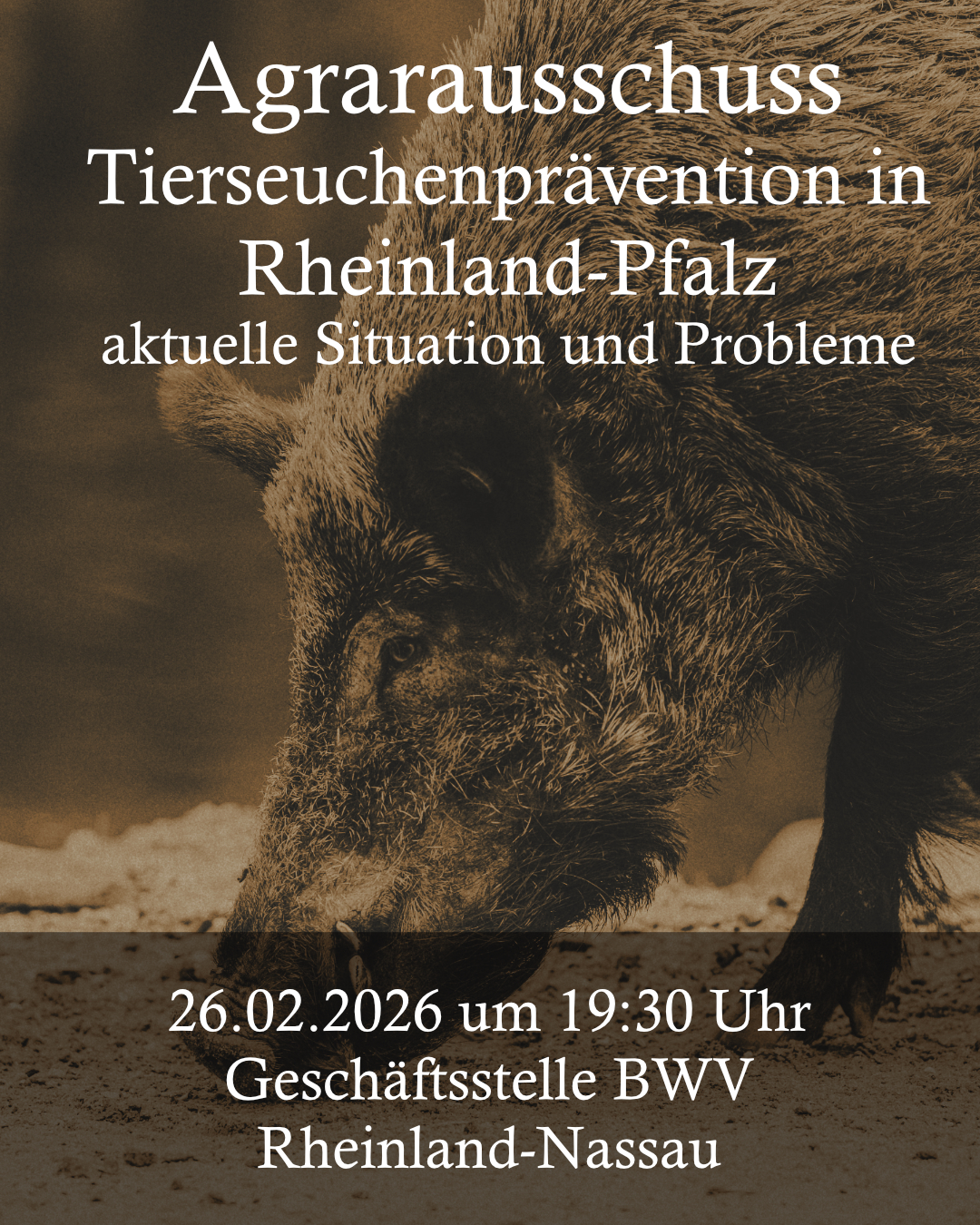Ein Wildschwein auf Nahrungssuche. Das Bild ist überlegt mit Text, u.a. Ort und Datum der Veranstaltung