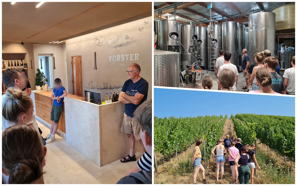 Collage aus drei Fotos vom Weingut Forster. Zu sehen sind Vinothek, Keller und Wingert